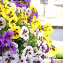 18 Bundles Artificial Fake Pansy Flowers for Outdoor, Faux UV Resistant Silk Pansies Flowers for Outside Planter Front Door Porch Yard Patio Window Box Home Decor (18, Purple, Yellow, White) by CozyNest Decor