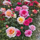 100+ Rose Seeds: 16 Blue Red Pink Yellow Heirloom Varieties for Colorful Perennial Shrubs by GreenHaven Gardens