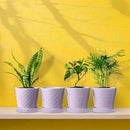 Plant Pots Indoor –5 in Ceramic Flower Pot with Drainage Hole and Ceramic Tray - Gardening Home Desktop Office Windowsill Decoration Gift, Set of 4 - Plants Not Included(Purple) by GreenHaven Gardens