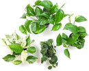 Live Pothos Plants (4PK) Indoor Plants Live Houseplants, Pothos Live Plant House Plants, Money Plant Indoor Pothos Plant Decor, Devils Ivy Trailing Plants Live by Plants for Pets,Black by GreenHaven Gardens