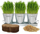 The Environet Organic Cat Grass for Indoor Cats, Organic Cat Grass Kit with Seeds Mix and Metal Iron Pots, Hairball Control, Digestion Support, Ideal Gift for Cat Lovers by GreenHaven Gardens