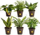 Costa Farms Live House Plants (6 Pack), Easy to Grow Live Indoor Houseplants, Grower's Choice Air Purifier Set, Potted in Indoors Garden Plant Pots, Potting Soil, Housewarming Gift, Home or Room Decor by GreenHaven Gardens