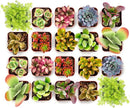 Shop Succulents Endless Summer Succulent Pack Collection - Live Mini Succulent Plants, Low Maintenance, Colors & Textures - Wedding and Party Favors, Gift & Garden, Pack of 20 by GreenHaven Gardens