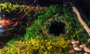 Galápagos (05348) Mossy Cave Hide, 6", Green Sphagnum by GreenHaven Gardens