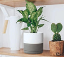 D'vine Dev 6 Inch Ceramic Planter Pot with Drainage Hole and Saucer, Indoor Cylinder Round Flower Pot, White/Speckled Grey, 94-O-C-6 by GreenHaven Gardens