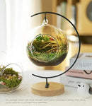 15-Piece Terrarium Kit with Live Moss – DIY Glass Globe Set with Tools, Soil, Stones & Spray Bottle – Indoor Mini Garden Gift for Plant Lovers, Home Decor & Zen Craft by CozyNest Decor