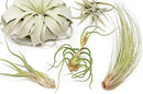 10 Pack of Large Tillandsia Air Plants - Xerographica, Juncea, Bulbosa, Caput Medusae & Harrisii- Live Succulent House Plants Availabe in Wholesale and Bulk - Easy Care Indoor and Outdoor Plant by GreenHaven Gardens