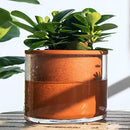 Phoenix Vine 6 Inch Self Watering Plants Pot, Design Terracotta Pot for Plants, Indoor Cylinder Terra Cotta Planter with Glass Vase, Set of 1, 51-A-F-1 by GreenHaven Gardens