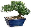 Artificial Bonsai Tree Faux Plants Indoor Fake Plants Decor with Blue Square Ceramic Pots for Home Table Office Desk Bathroom Shelf Bedroom Living Room Farmhouse Decorations by GreenHaven Gardens