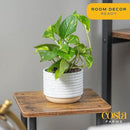 Costa Farms Live Pothos Plant, Easy Care Vining Live Indoor Houseplant, Air Purifying Trailing Plant Potted in Premium Decor Pot, Potting Soil, Gift for Office and Home Decor, 8-Inches Tall by GreenHaven Gardens