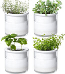 Phoenix Vine 4 Inch Self Watering Planter Pot, Design White Terracotta Pots for Plants, Indoor Cylinder Terra Cotta Pots with Glass Vase, Set of 4, 51-B-E-4 by GreenHaven Gardens
