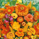Eden Brothers Orange You Glad Flower Mixed Seeds for Planting, 5 lb, 2,400,000+ Seeds with Dahlia, Double Strawflower | Attracts Pollinators, Plant in Spring or Fall, Zones 3, 4, 5, 6, 7, 8, 9, 10 by GreenHaven Gardens