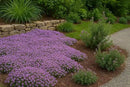 30000+ Creeping Thyme Seeds – 4g – Perennial Ground Cover Plants Flowers Non-GMO Heirloom – Purple Bloom Garden Seeds for Planting by GreenHaven Gardens