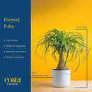 Costa Farms Ponytail Palm Bonsai, Easy to Grow Live Indoor Plant in Indoors Garden Planter Pot, Air Purifying Houseplant, Housewarming, Birthday Gift, Office, Home, and Room Décor, 1 Foot Tall by GreenHaven Gardens