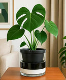 D'vine Dev 8 Inch Design Self Watering Planter for Indoor Plants, Black Terracotta Pot with Cylinder Glass Cup, 37-X-C-3 by GreenHaven Gardens