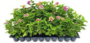 Lantana Confetti | 10 Live Plants | Lantana Camara | Colorful Garden Shrub | Drought Tolerant Perennial Plants by GreenHaven Gardens