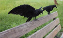 2-Pack Realistic Crows Lifesize Extra Large Handmade Black Feathered Crow for Halloween Decorations Birds, L (13 inch+12 inch) by GreenHaven Gardens