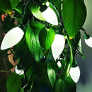 C9 Christmas Lights Outdoor 50 LED Cool White Strawberry 34.5ft Waterproof Xmas String Light for Garden Yard Home Party Holiday Christmas Tree Indoor Decoration(Cool White) by GreenHaven Gardens
