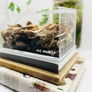 THE MASONRY | Acrylic Terrarium for Isopod Enclosure | 8"x4"x4" | Sling Tarantula Enclosure and Bug Tank | Small Spider Habitat | Terrarium Pre-Assembled with Magnetic Lock by CozyNest Decor