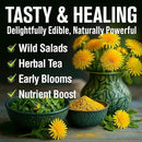 HOME GROWN 𝗨𝗦𝗔 𝗣𝗥𝗘𝗠𝗜𝗨𝗠 Dandelion Seeds for Planting – 600 Heirloom Medicinal Herb Seeds (~0.3g) 𝗡𝗢𝗡-𝗚𝗠𝗢 Grow Edible Leaves and Flowers for Remedies or Wildlife (Taraxacum officinale) by GreenHaven Gardens