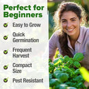 HOME GROWN 𝗨𝗦𝗔 𝗣𝗥𝗘𝗠𝗜𝗨𝗠 Genovese Basil Seeds Pack 1,750+ High Germination 𝗡𝗢𝗡-𝗚𝗠𝗢 Heirloom Seeds (Ocimum basilicum) Herb Seeds for Planting Indoor & Outdoor Gardening, for Culinary Use by GreenHaven Gardens