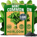 HOME GROWN Premium Common Mint Seeds (Bulk Pack) 3,600 𝗡𝗢𝗡-𝗚𝗠𝗢 𝗨𝗦𝗔 Heirloom Herb Seeds, USA Sourced | Ideal for Planting Outdoors or Indoors for a Fresh Mint Tea Garden (Mentha spp) by GreenHaven Gardens
