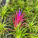 Air Plants - Tillandsia Ionantha Pack, Regular 1-3" - 12ct - Live Arrival Guaranteed - House Plants for Home Decor & Gift by GreenHaven Gardens