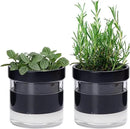 Phoenix Vine 4 Inch Self Watering Planter Pot, Black Terracotta Clay Pot with Glass Reservoir for Indoor Plants, Herbs, Flowers, Set of 2, 52-C-E-2 by GreenHaven Gardens