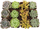 Succulents Plants Live (12PK) Potted Succulent Plants Live House Plants, Cactus Plants Live Plants Indoor Plants Live Houseplants, Indoor Plant Succulents Live Plant House Plant by Plants for Pets by GreenHaven Gardens