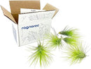 Air Plants - Tillandsia Andreana, Large 4-6" - 5ct - Live Arrival Gauranteed - House Plants for Home Decor & Gift by GreenHaven Gardens