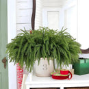 12 Pcs Artificial Norfolk Pine Branches, Norfolk Pine Artificial Pine Stems DIY Crafts Faux Christmas Greenary Norfolk Pine Branches for Xmas Wreath Garland Home Decor (12) by CozyNest Decor