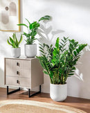 vancasso 6+8+10 inches Ceramic Plant Pots, Set of 3, Planters with Drainage Hole, Flower Pots Planters Pots for Indoor Plants, Modern Indoor Decorative Garden Pot, Home Decor, White by GreenHaven Gardens