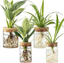 Glass Plant Propagation Stations for Plants – Set of 4(2 Large & 2 Small) Hydroponic Vases for Plant Cuttings,Flower Arrangements, Home & Office Decor–Desktop Vases for Living Room, Bedroom (4) by GreenHaven Gardens