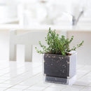 4 Inch Herb Planter Pot, Plastic Planter with Drainage Holes and Saucer, Modern Decorative Gardening Pot for Indoor Plants, Flowers, Herbs, Succulents, Clear, Set of 4, 76-Y-D-4 by GreenHaven Gardens