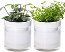Phoenix Vine 4 Inch Self Watering Planter, White Terracotta Clay Pot with Glass Reservoir for Indoor Plants, Herbs, Flowers, Set of 2, 52-B-E-2 by GreenHaven Gardens