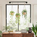 Plant Hanger Indoor Hanging Planters for Indoor Plants Hanging Plant Holder Black Metal Rod(Pot/Chain/Plant not Included by GreenHaven Gardens