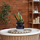Phoenix Vine 6 Inch Self Watering Planter Pot, Black Terracotta Clay Pot with Glass Reservoir for Indoor Plants, Herbs, Flowers, Set of 2, 52-C-F-2 by GreenHaven Gardens