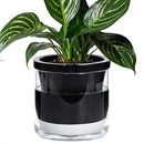 D'vine Dev 8 Inch Design Self Watering Planter for Indoor Plants, Black Terracotta Pot with Cylinder Glass Cup, 37-X-C-3 by GreenHaven Gardens
