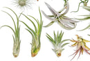 25 Grab Bag Pack Small & Medium Air Plants - Fertilizer Packet - Wholesale - Bulk - Live Tillandsia - Easy Care House Plant - Succulents by GreenHaven Gardens