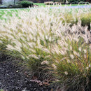 Pack 3 Fountain Grass Plants Live, 5-9 Inch Tall, Ornamental Grasses Live Plants Perennial, Well-Rooted Perennial Grass Clumps (White Fountain Grass) by GreenHaven Gardens