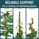 2 Pack 42'' Bendable Moss Pole Monstera Plant Support - Real Forest Moss for Climbing Indoor Plants - Stakes for Potted Climbers - Tall Sticks Indoor Trellis for Houseplants - Pot Accessories by GreenHaven Gardens