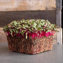 Beet Seeds - Red Round - 25 Lb Bulk ~600,000 Seeds - Beta vulgaris - Microgreens Seed - Non-GMO, Heirloom, Open Pollinated, Annual by GreenHaven Gardens