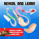 Rattlesnake Super Lab Dissect It Kit for Kids, Synthetic Dissection Kids Science Kit to Learn Biology, STEM Toys for 6 Year Old and Up by TinyTreasures Baby Boutique