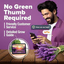 HOME GROWN 𝗨𝗦𝗔 𝗣𝗥𝗘𝗠𝗜𝗨𝗠 English Lavender Seeds 2 Pack 3000 𝗡𝗢𝗡-𝗚𝗠𝗢 Wildflower Seed, for Planting Indoor Outdoor High Germination Flower Seeds (Lavandula antustifolia) by GreenHaven Gardens