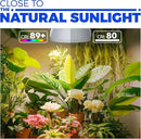 Barrina Hanging Grow Lights for Indoor Plants, 25W Full Spectrum, with Timer and 16.4FT Power Cord, Pendant Plant Lights for Indoor Growing, Large Tall Plant, Garden, Flowers, Greenhouse by GreenHaven Gardens