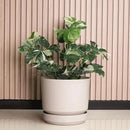 Elly Décor 12 inch Plastic Cylinder Planter Pot with Self-Watering Saucer and Drainage Hole,Lightweight & Extremely Durable, 12"x 12", Ivory by CozyNest Decor