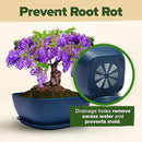 Bonsai Tree Kit - Gifts for Men & Women (Master Kit) by GreenHaven Gardens