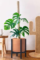D'vine Dev Terracotta Planter with Ebony Stand - 12 Inch Modern Round Flower Pot with Wood Planter Holder, Terracotta, 55-B-H-5 by GreenHaven Gardens