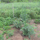 Garden Plant Stakes 57 Inch (Approx 5Ft) Steel Plant Stick Support, 25 Pack Tomato Stakes for Growing Climbing Plants, Potted Plants, Tomatoes, Trees, Cucumber, Beans, Fences Poles by CozyNest Decor