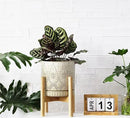 8 Inch Plant Pot with Stand, Ceramic Planter with Drainage Holes, Saucers and Mesh Pads for Indoor-Outdoor Plants by CozyNest Decor